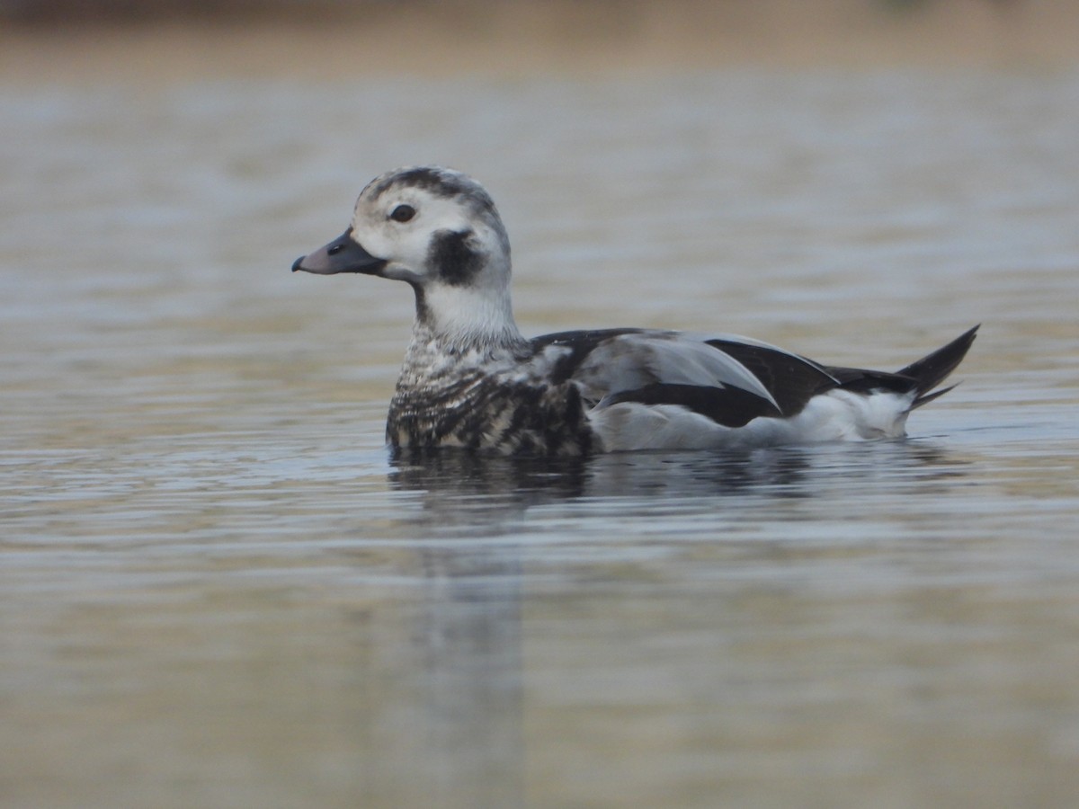 Long-tailed Duck - ML611569730
