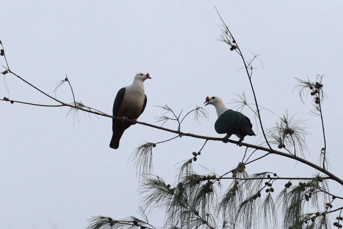 Red-knobbed Imperial-Pigeon - ML611569852