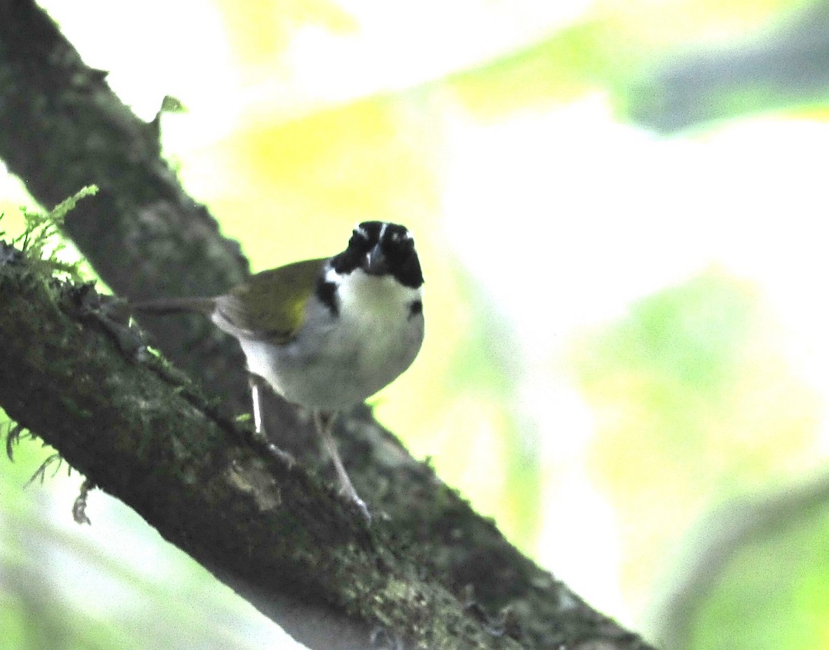 Pectoral Sparrow (Pectoral) - Kurt Hennige