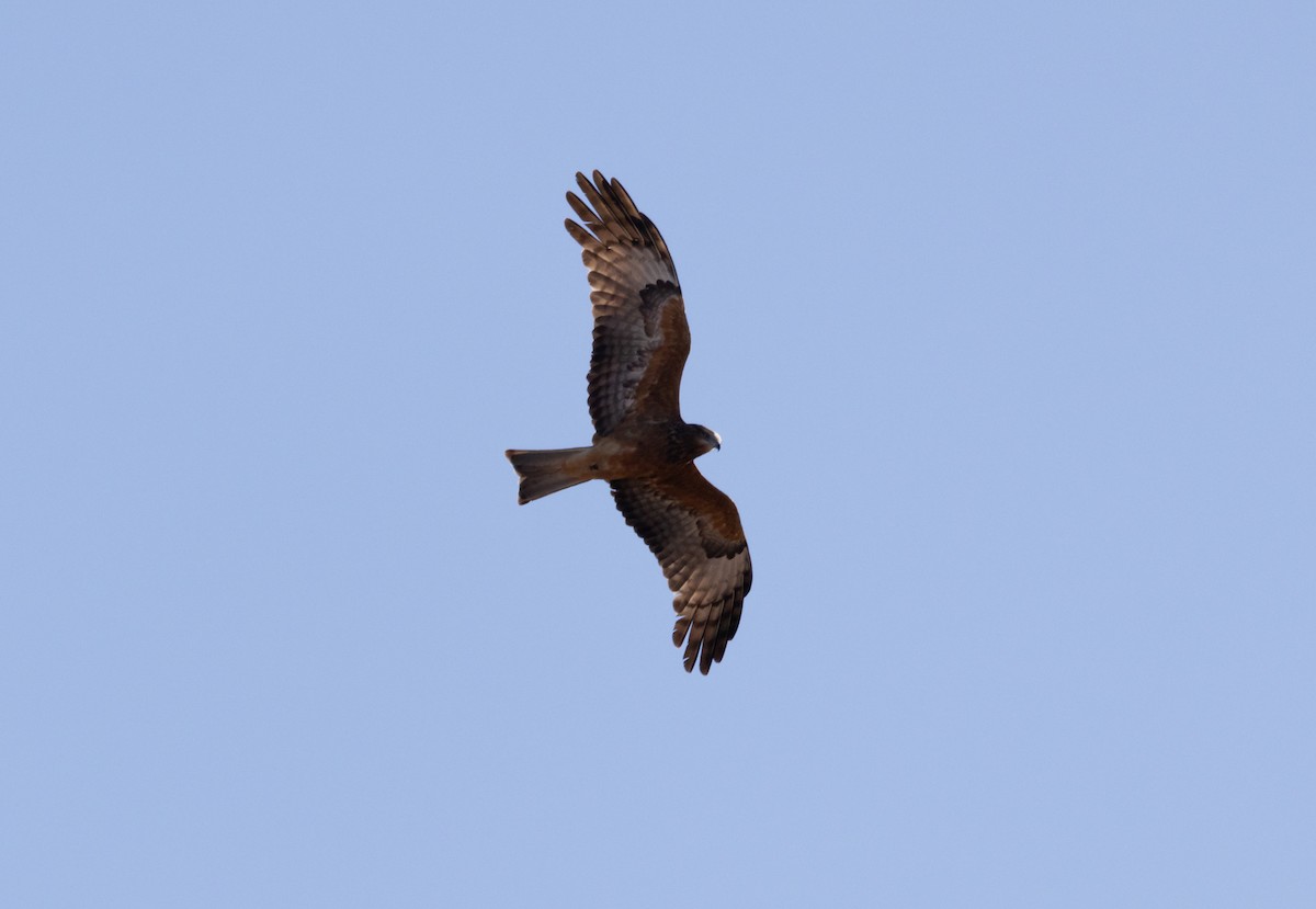 Square-tailed Kite - ML611569890