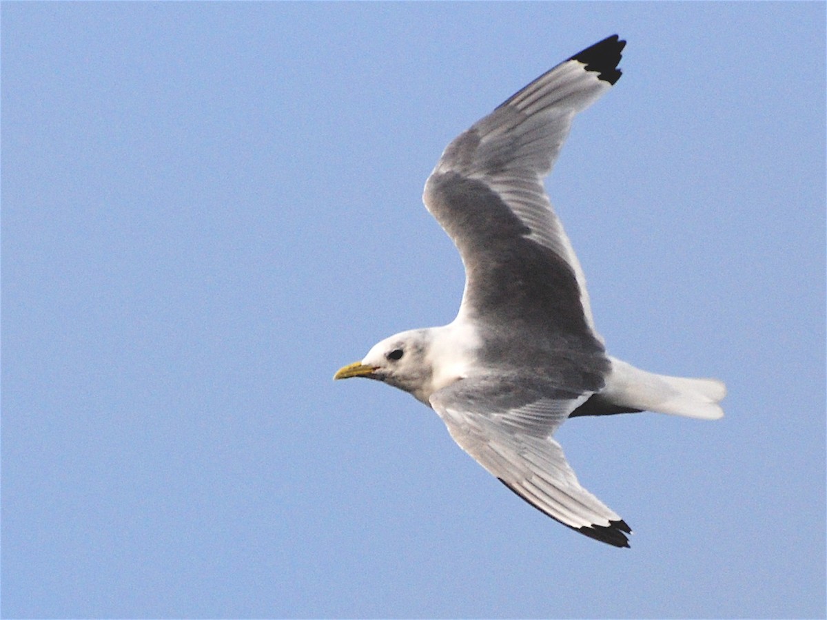 Mouette tridactyle - ML611570124