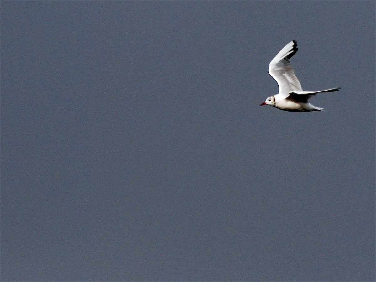 Mouette rieuse - ML611570320