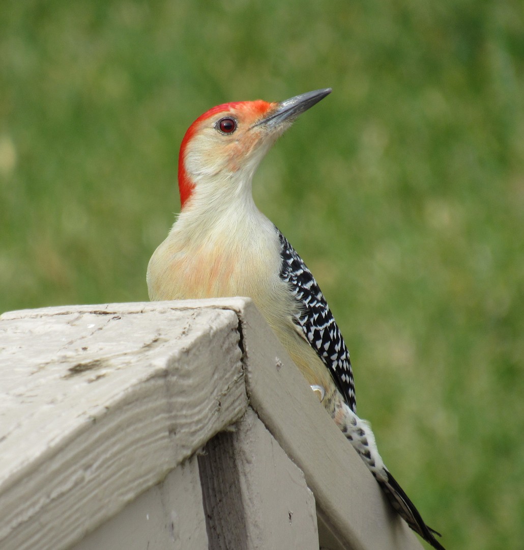 Red-bellied Woodpecker - ML611570321
