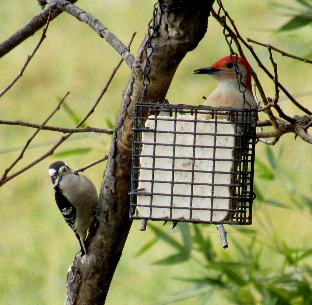 Red-bellied Woodpecker - ML611570343