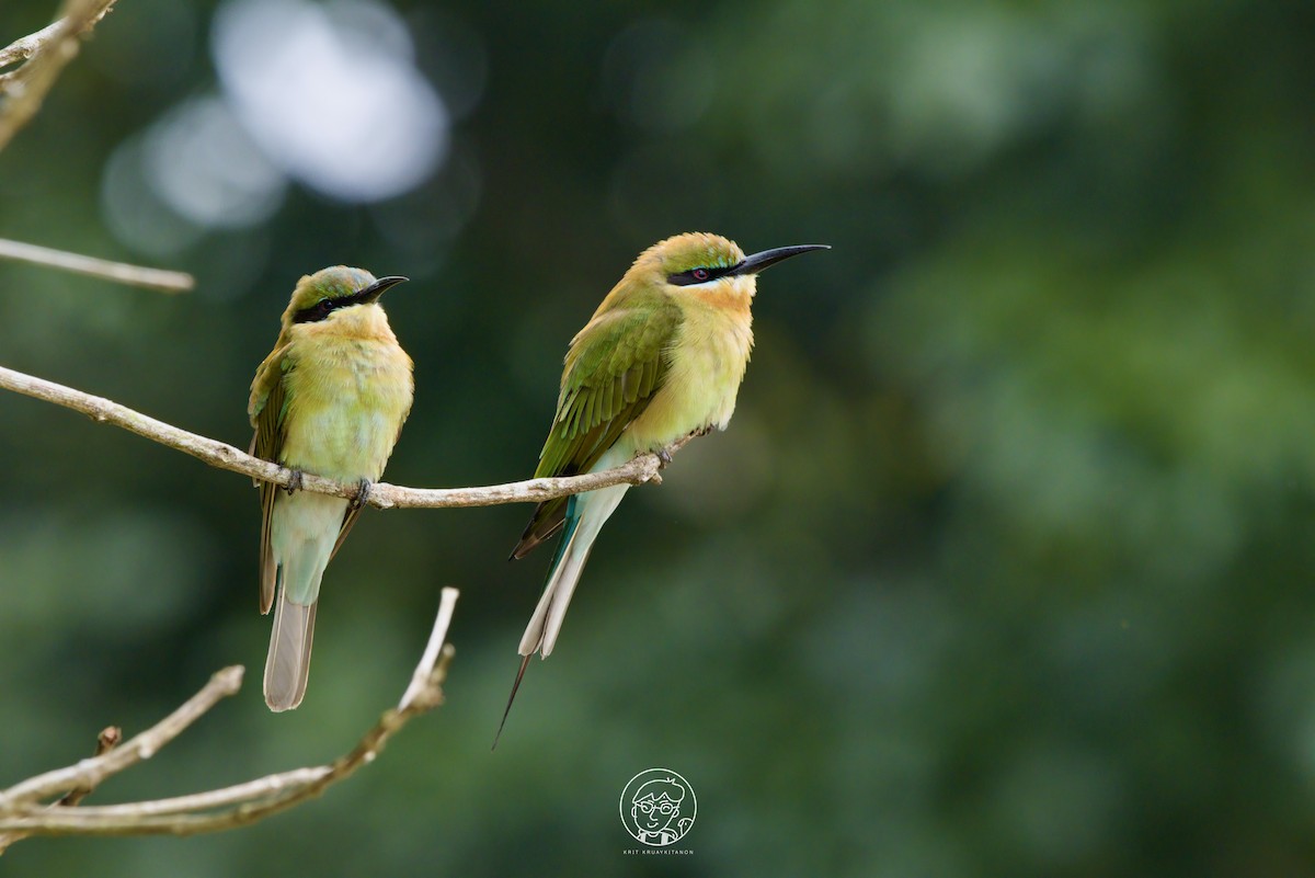 Blue-tailed Bee-eater - ML611570376