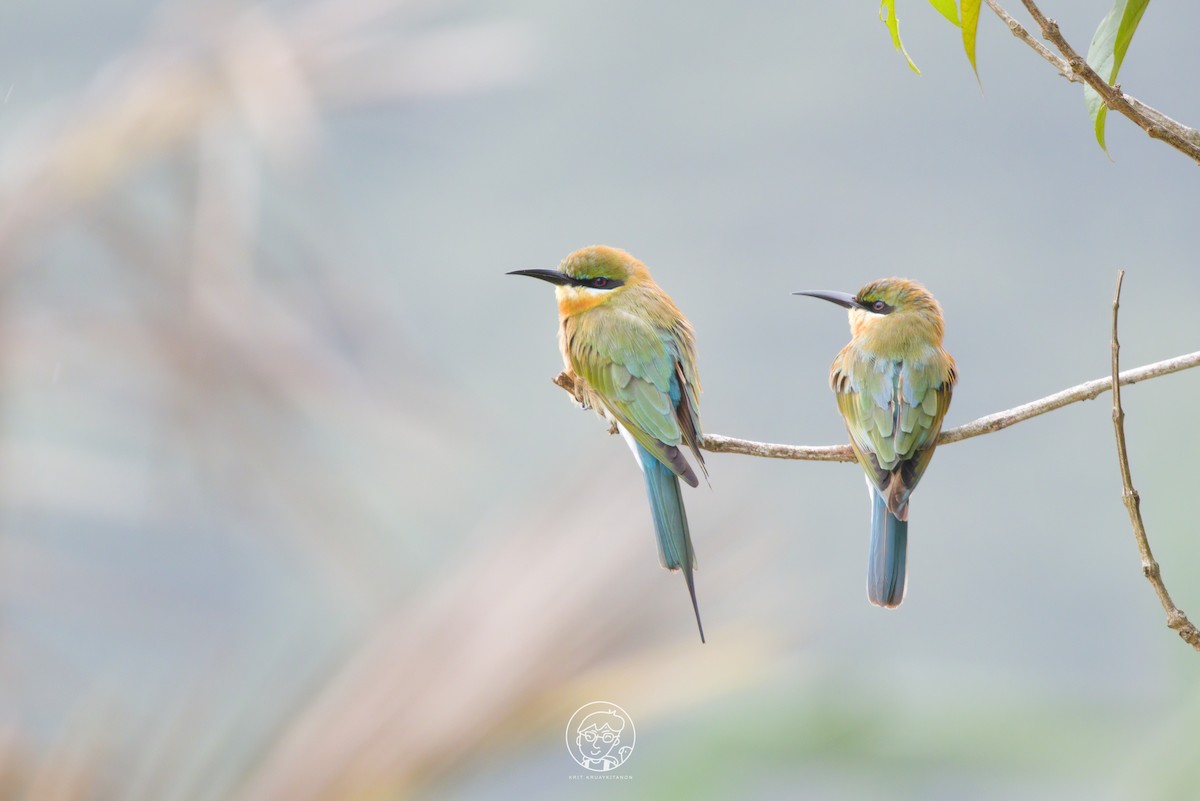 Blue-tailed Bee-eater - ML611570378