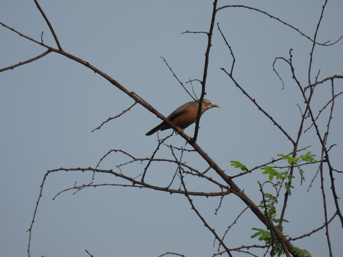 Chestnut-tailed Starling - ML611570396