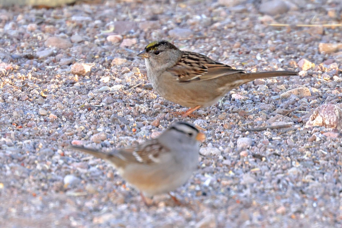 Golden-crowned Sparrow - ML611570408