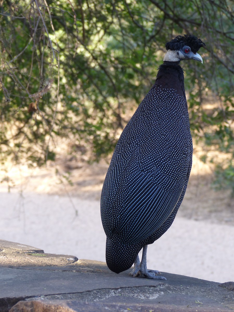 Southern Crested Guineafowl - ML611570463