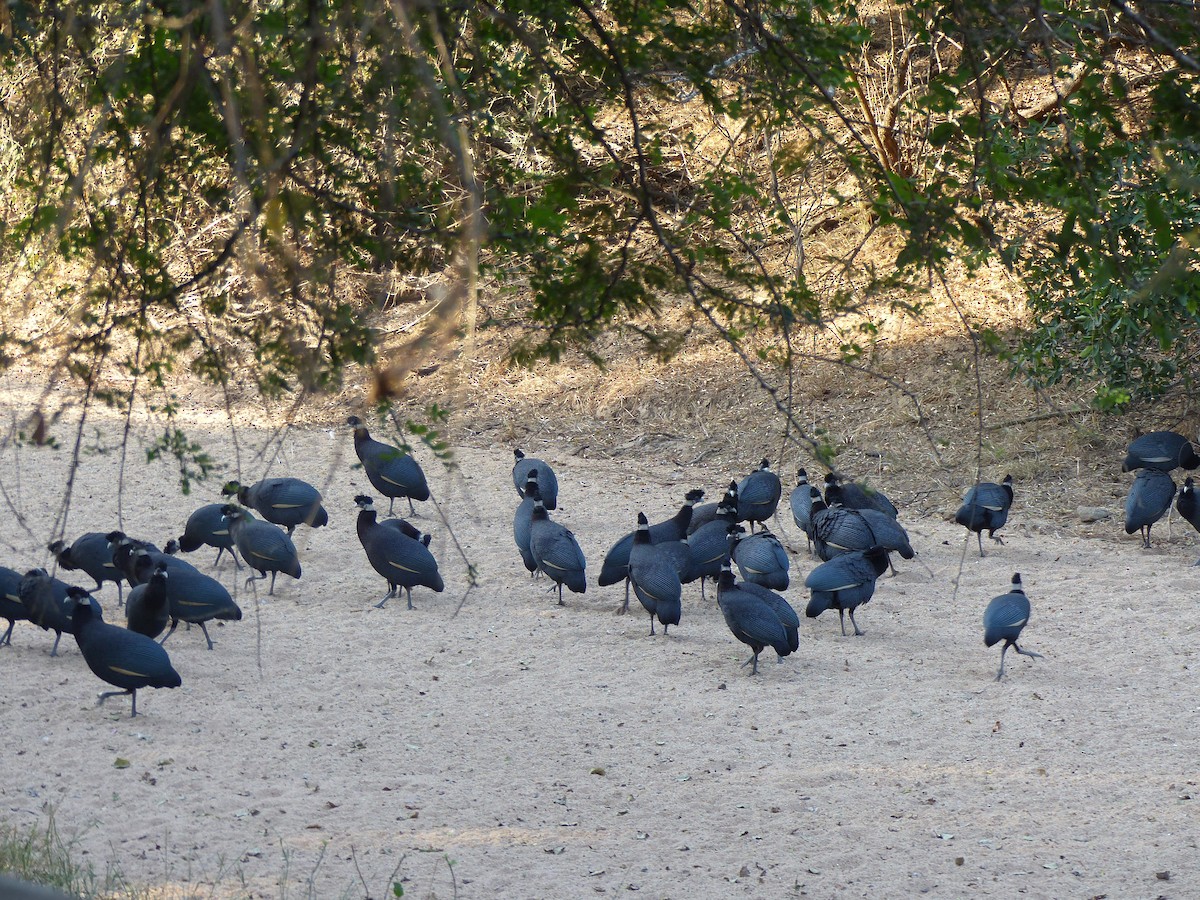 Southern Crested Guineafowl - ML611570467