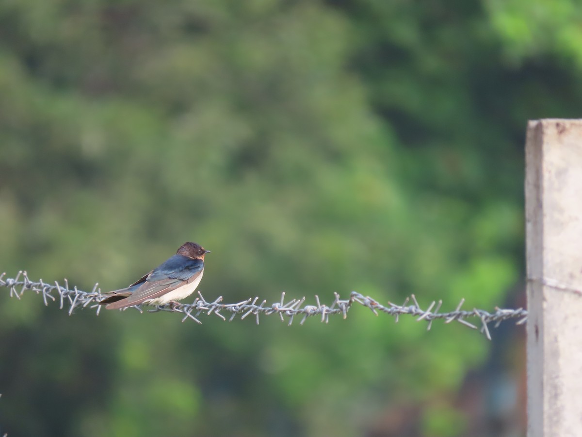 Barn Swallow - Sreekumar Chirukandoth