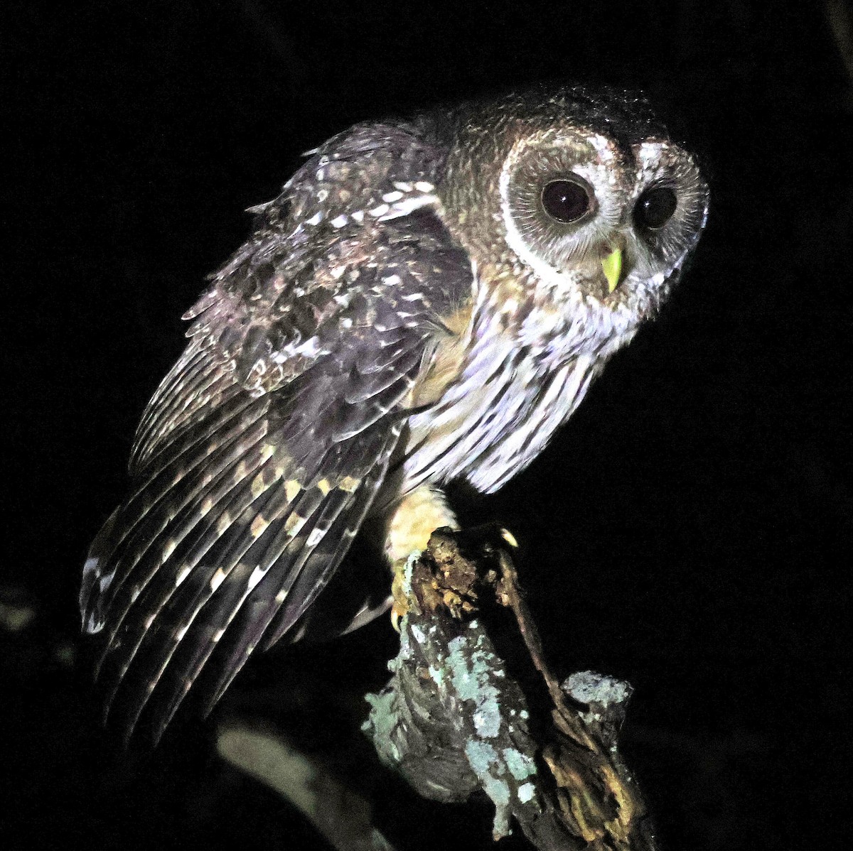 Mottled Owl (Mottled) - ML611570697