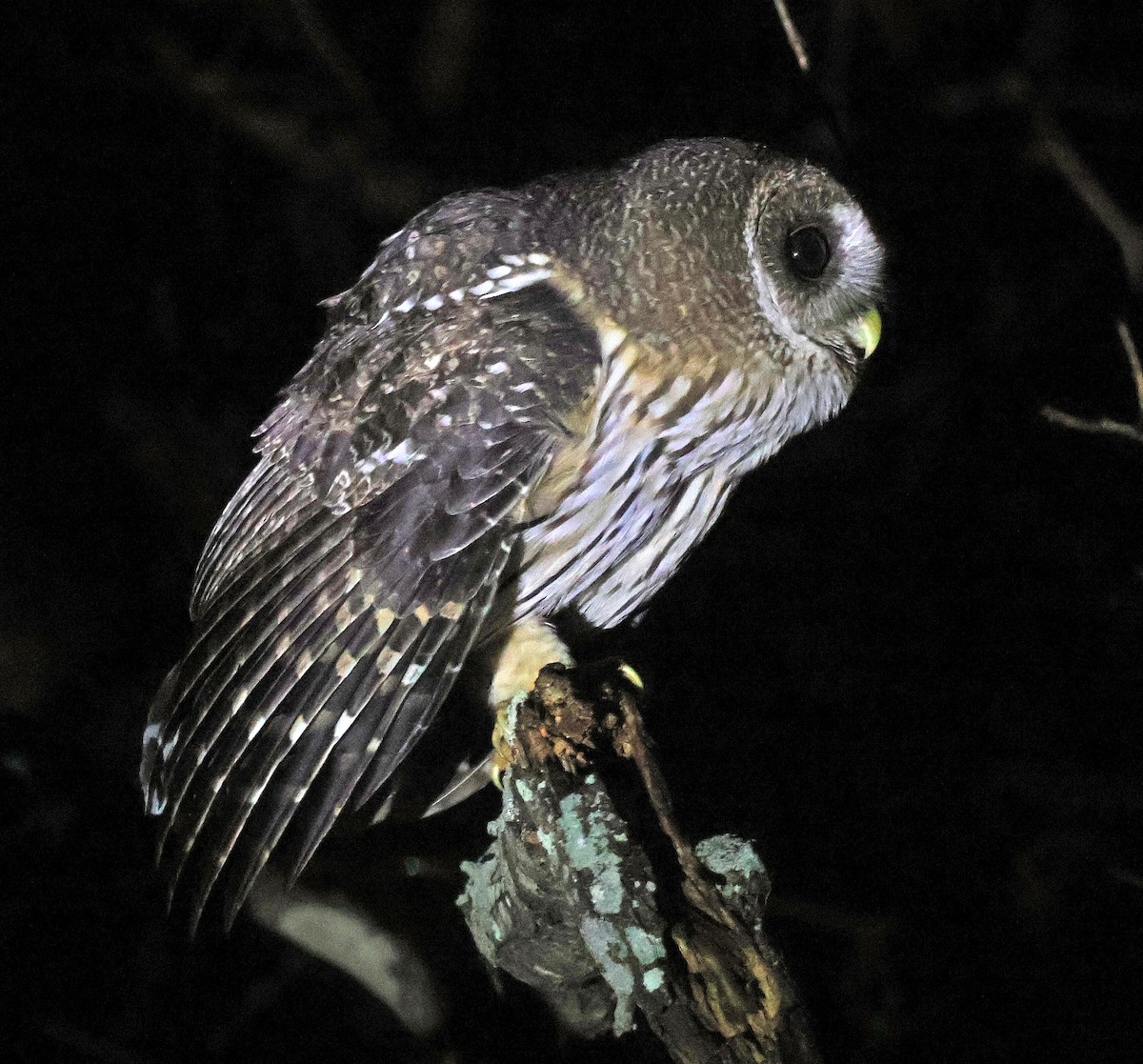 Mottled Owl (Mottled) - ML611570698