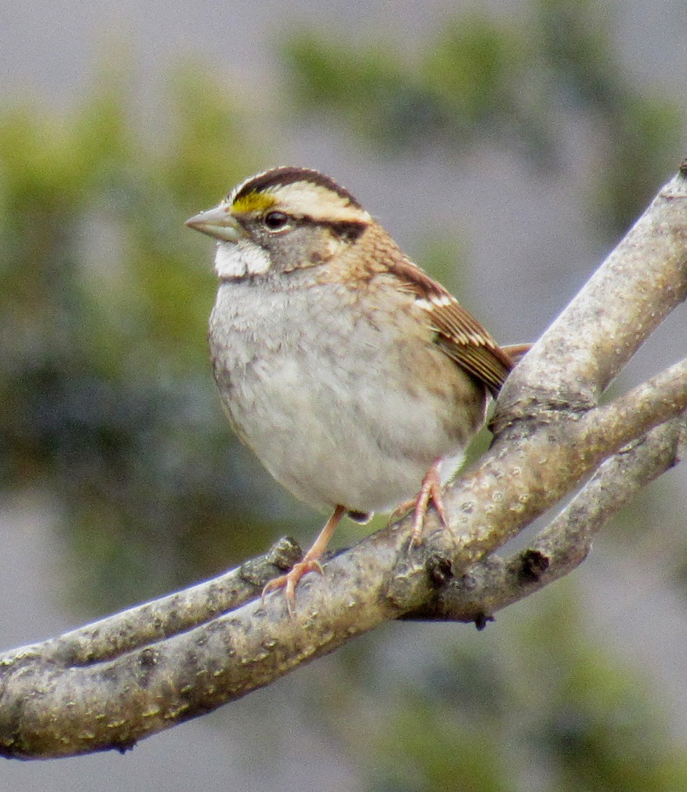 White-throated Sparrow - ML611570706