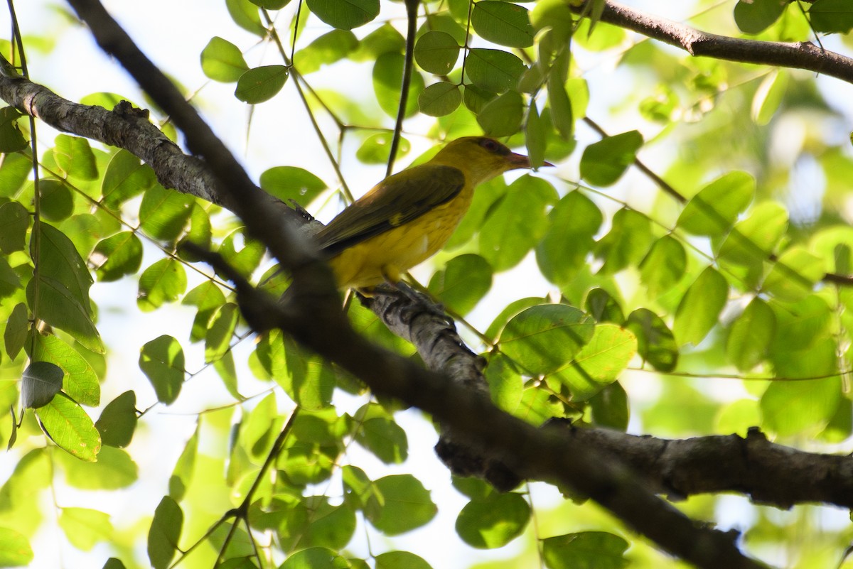 Indian Golden Oriole - ML611570879