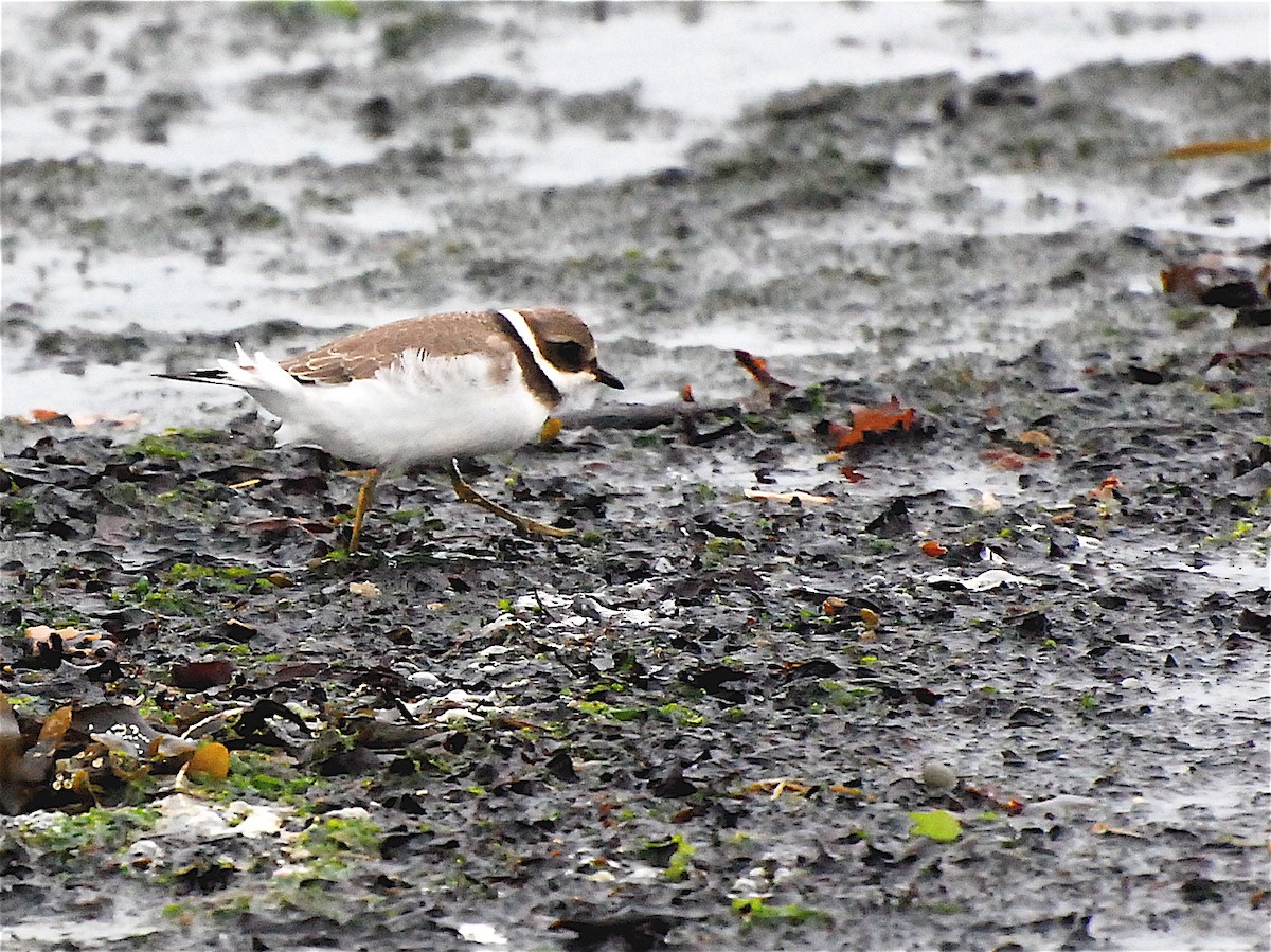 Common Ringed Plover - ML611570971