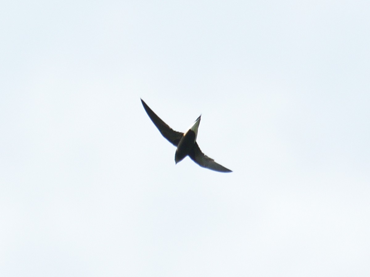 Brown-backed Needletail - ML611571115