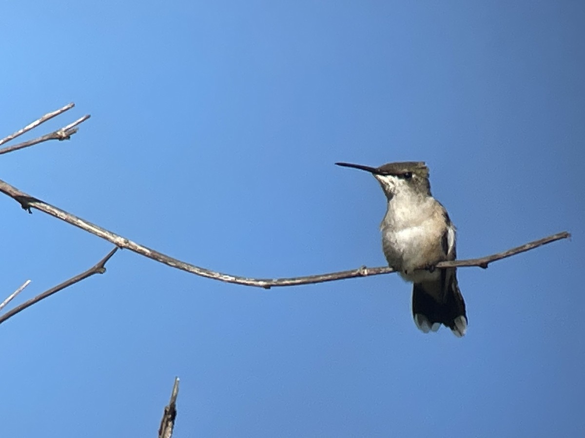 Black-chinned Hummingbird - ML611571234