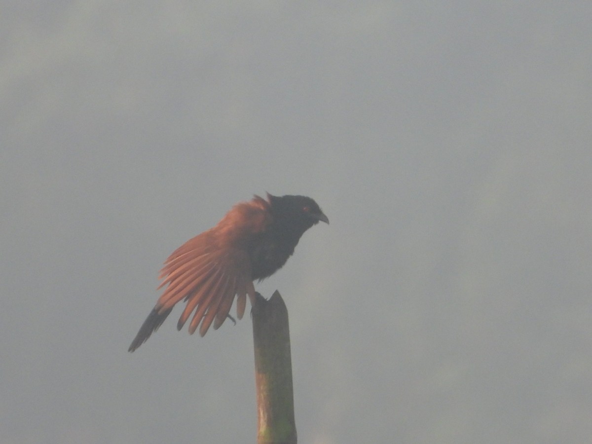 Greater Coucal - ML611571720
