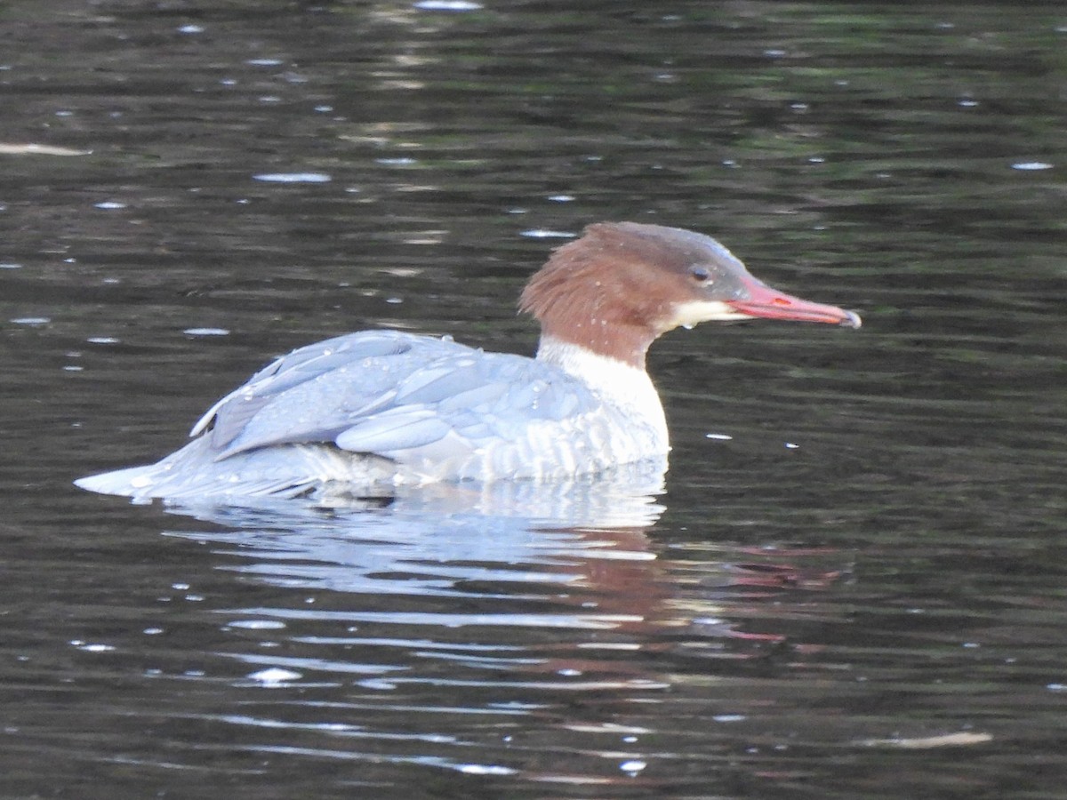 川秋沙(merganser/orientalis) - ML611571839