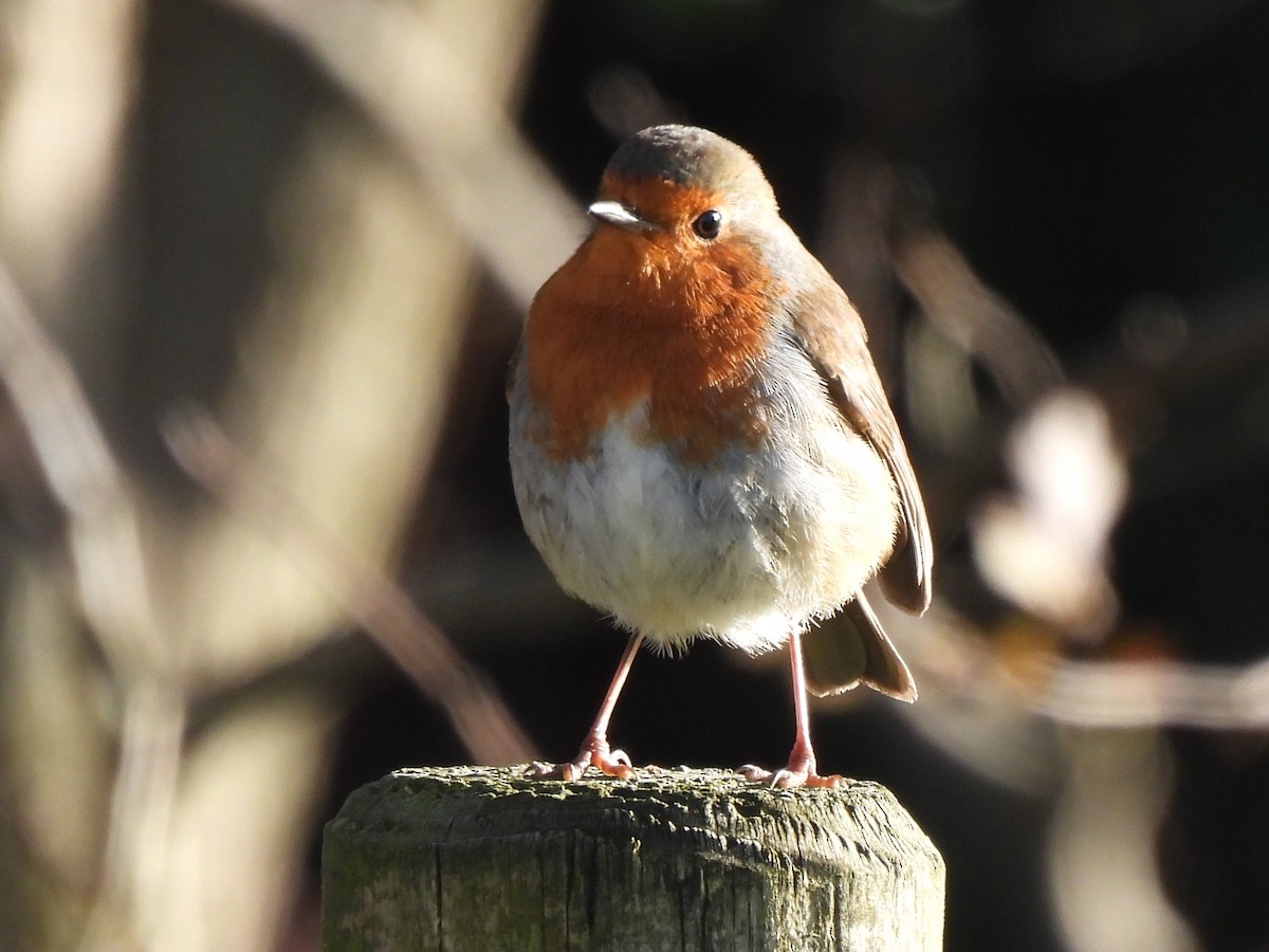 European Robin - ML611571868