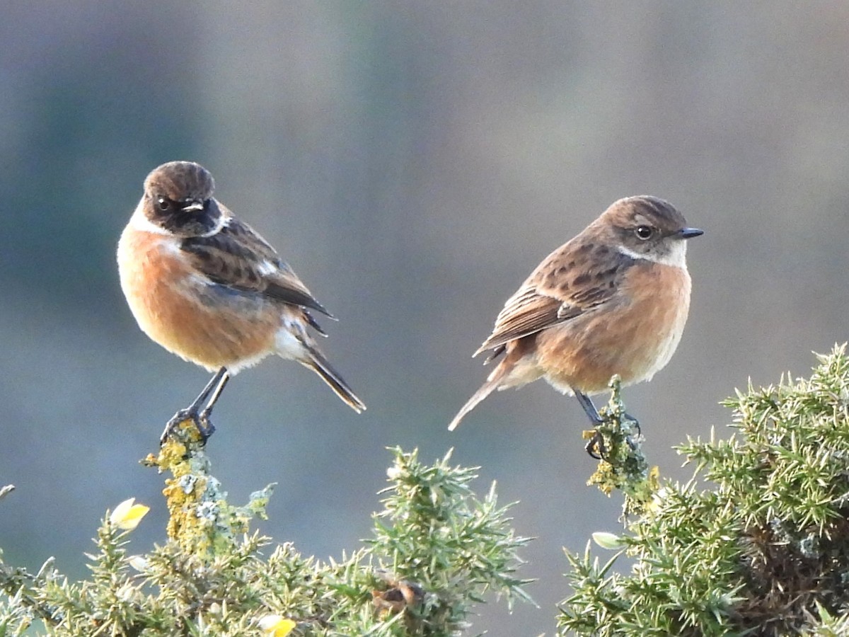 European Stonechat - ML611571900