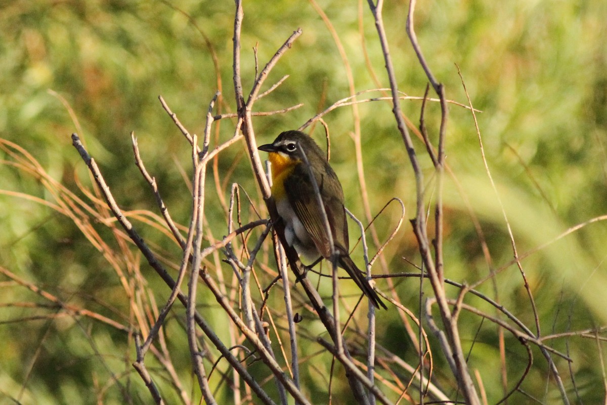 Yellow-breasted Chat - ML611571985