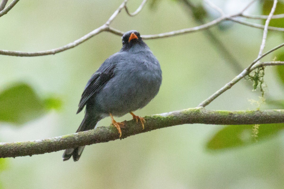 Black-faced Solitaire - ML611572365