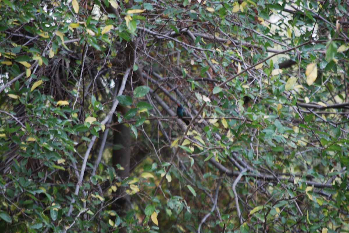 Geniş Gagalı Kolibri - ML611572407