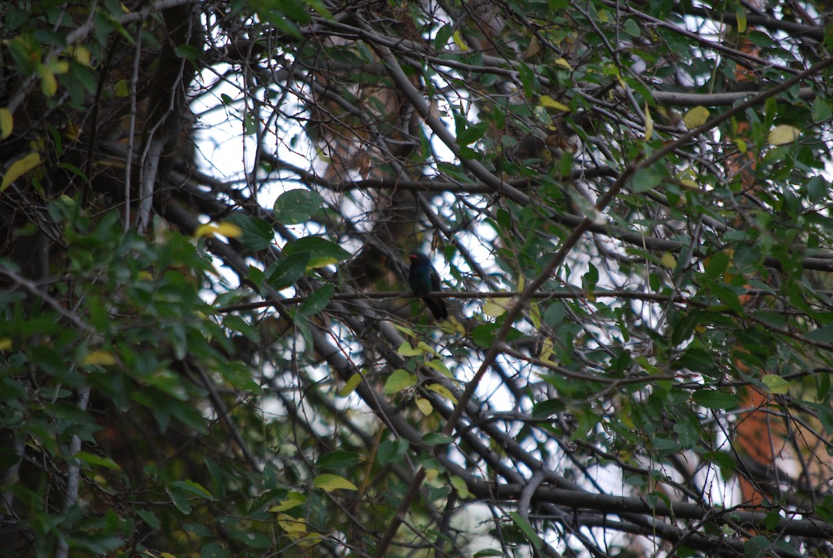 Broad-billed Hummingbird - ML611572409