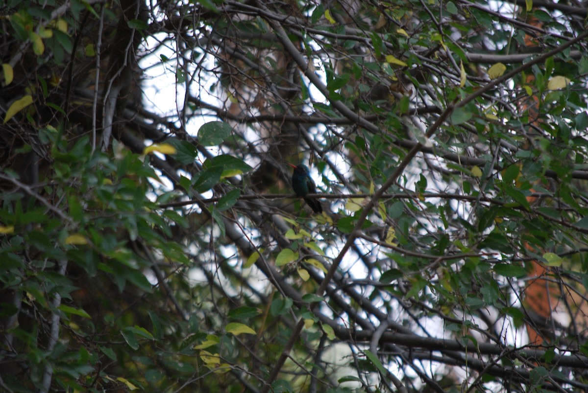 Broad-billed Hummingbird - ML611572410