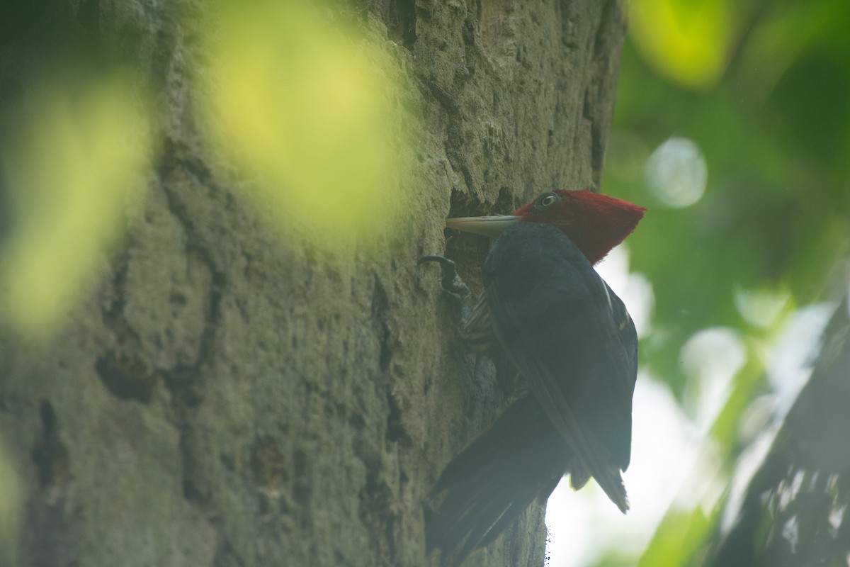 Pale-billed Woodpecker - ML611572893