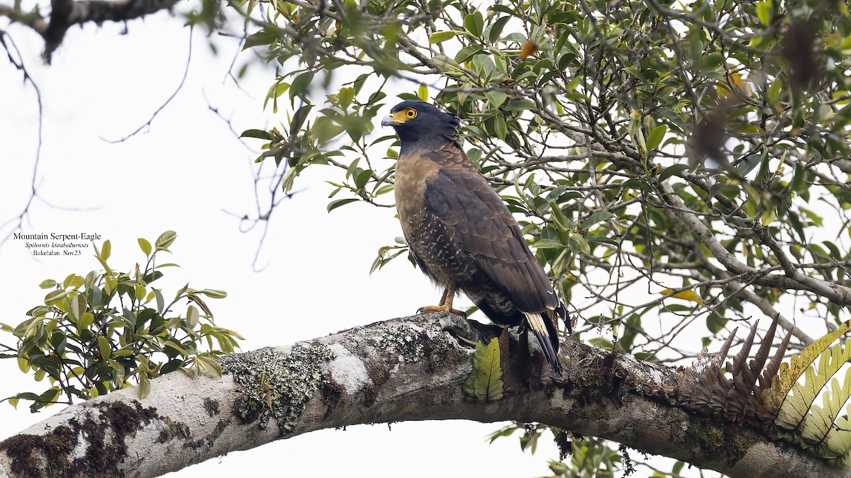 Mountain Serpent-Eagle - Kenneth Cheong