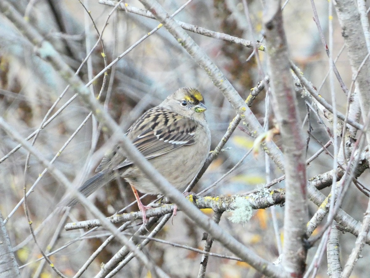 Golden-crowned Sparrow - ML611573013