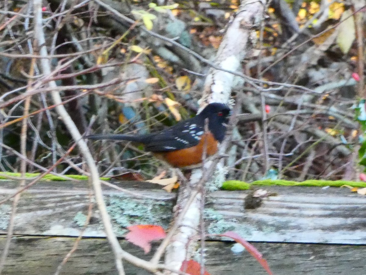Spotted Towhee - ML611573021
