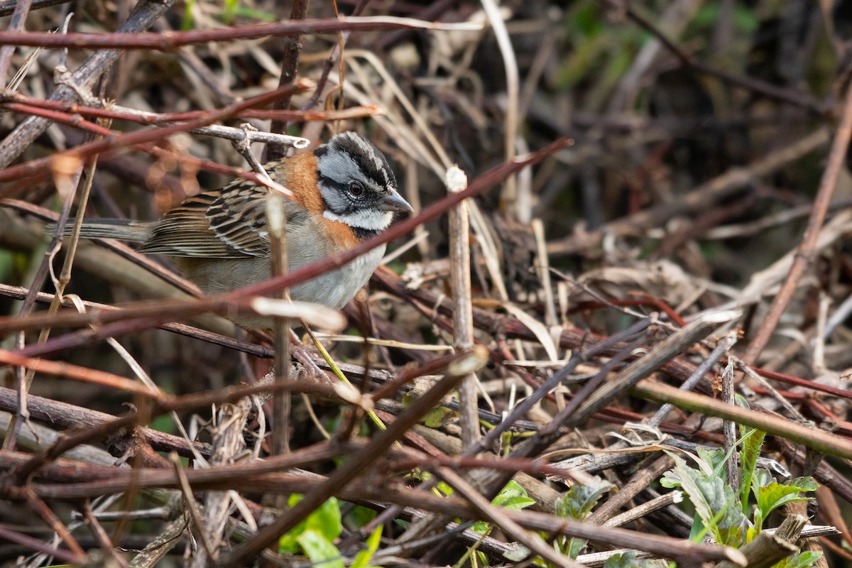 Rufous-collared Sparrow - ML611573027