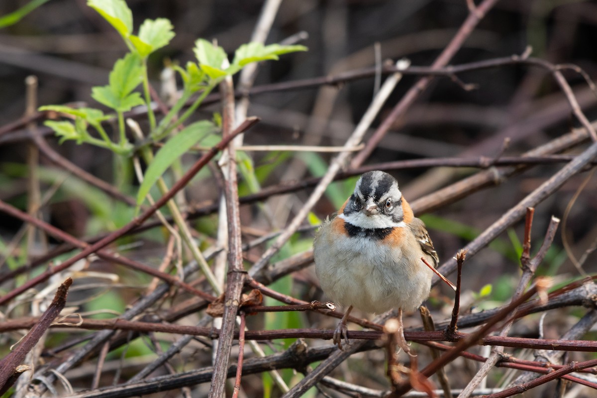 Rufous-collared Sparrow - ML611573028