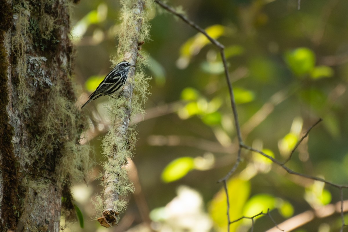 Black-and-white Warbler - ML611573124