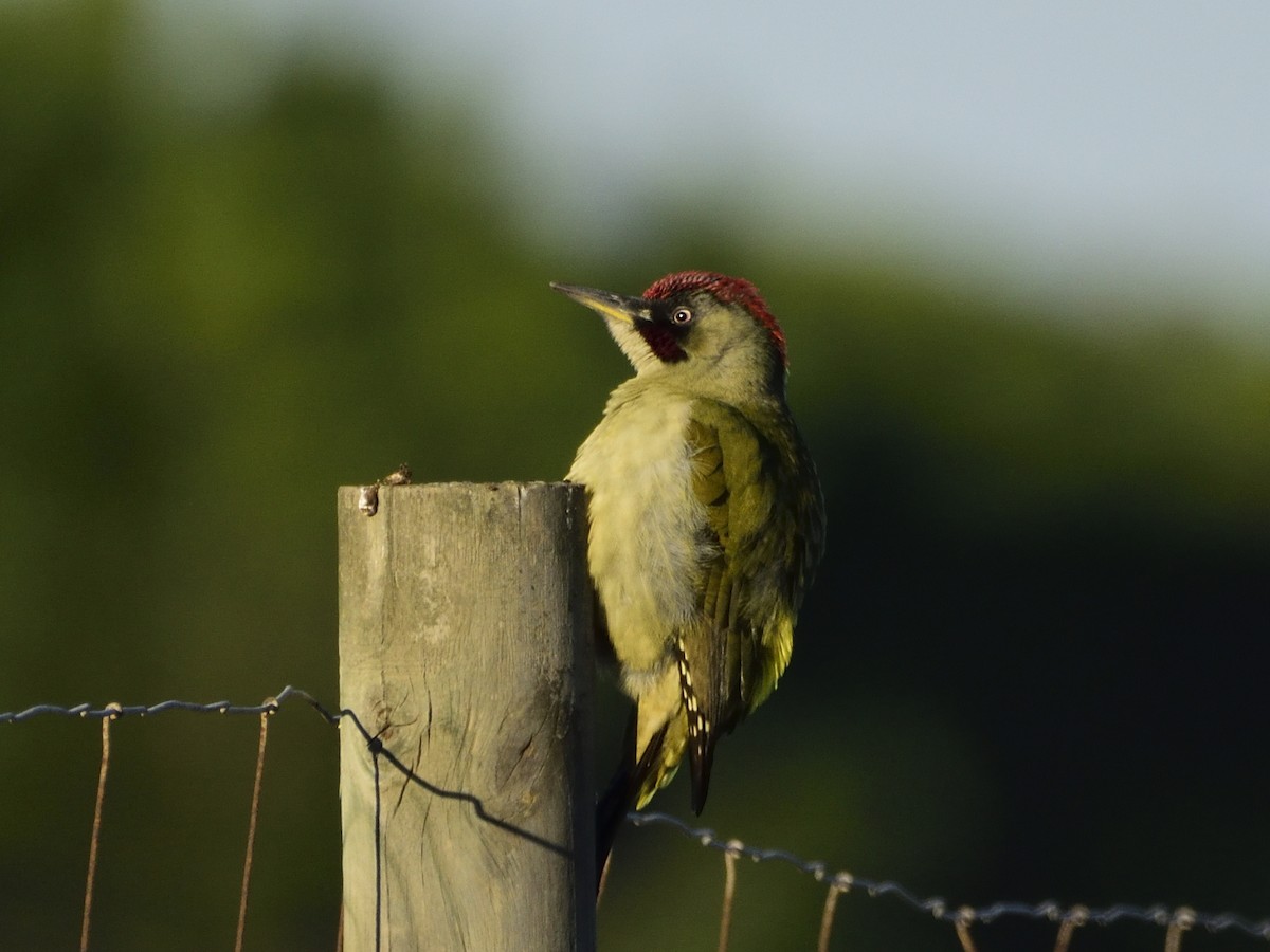 Iberian Green Woodpecker - ML611573135
