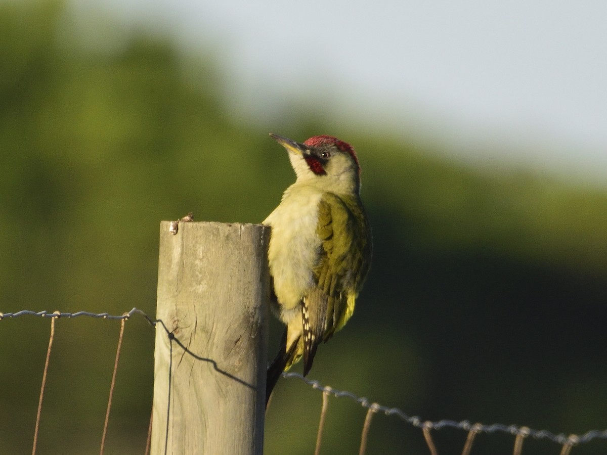 Iberian Green Woodpecker - ML611573136