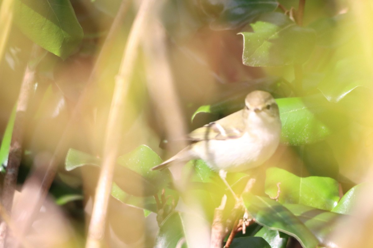 Yellow-browed Warbler - ML611573331