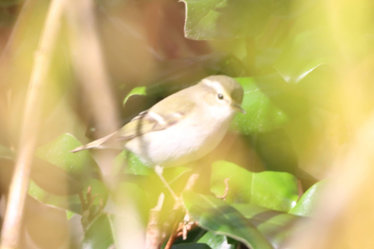 Yellow-browed Warbler - ML611573332