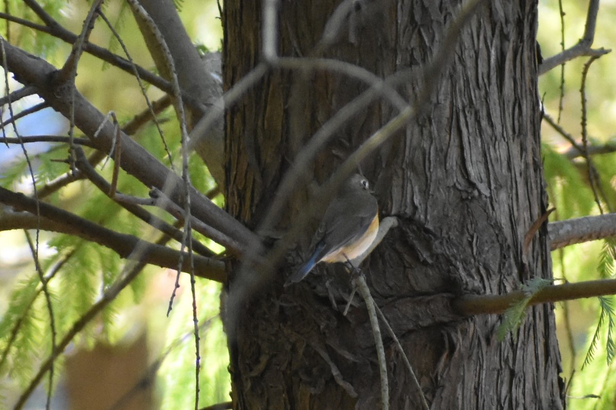 Red-flanked Bluetail - ML611573334