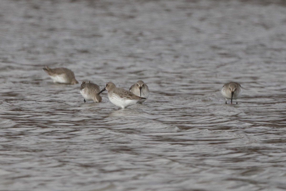 eBird Checklist - 24 Nov 2023 - Belwood Lake CA--Southeast Bay - 14 species