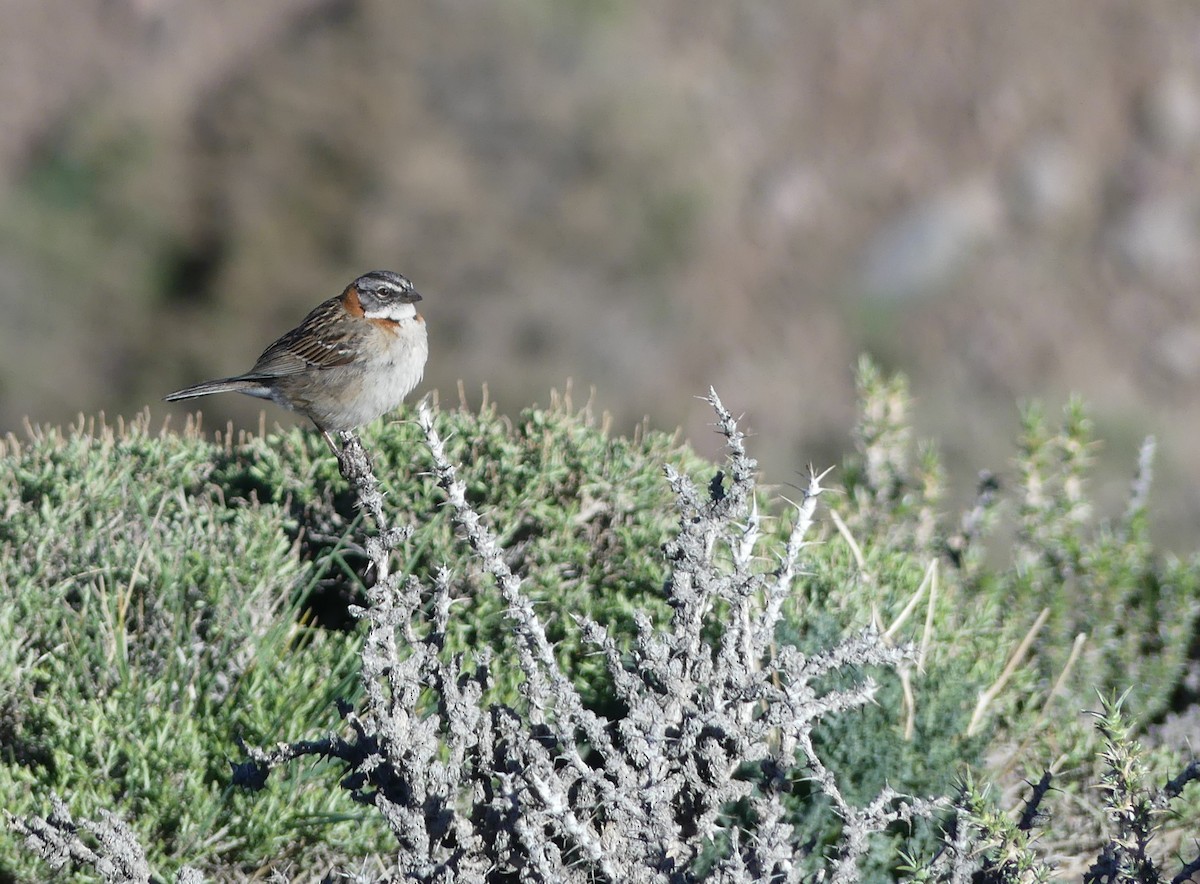 Rufous-collared Sparrow - ML611574287