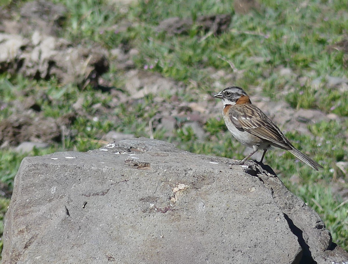 Rufous-collared Sparrow - ML611574288