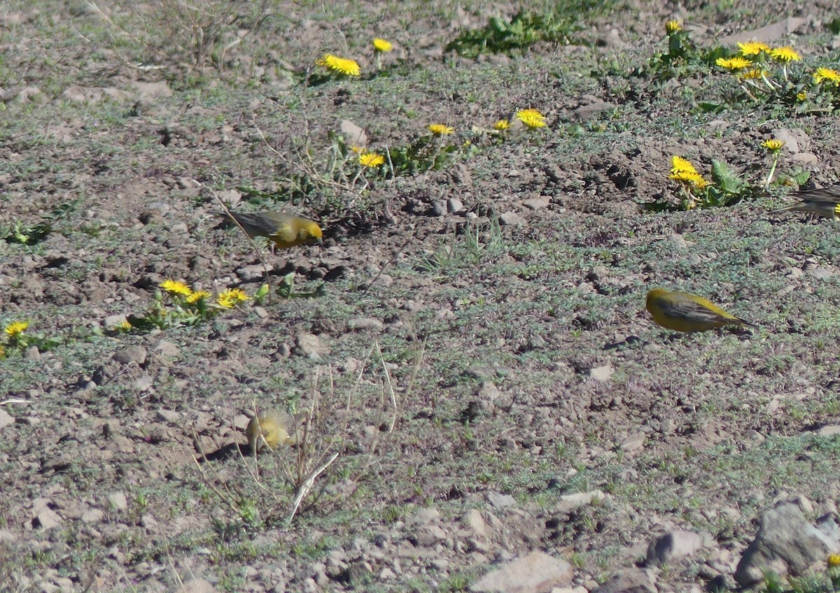 Greater Yellow-Finch - ML611574292
