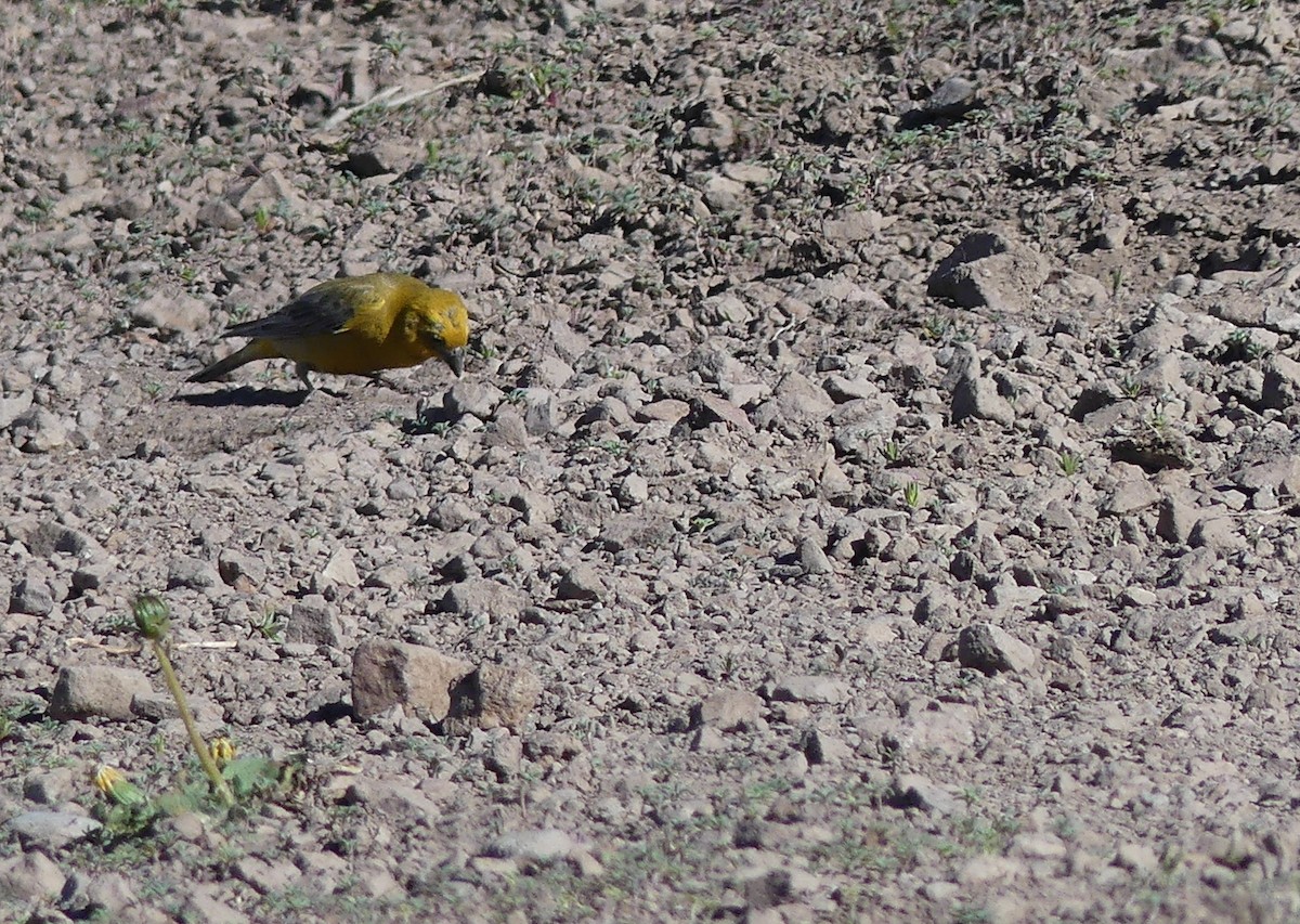 Greater Yellow-Finch - ML611574293