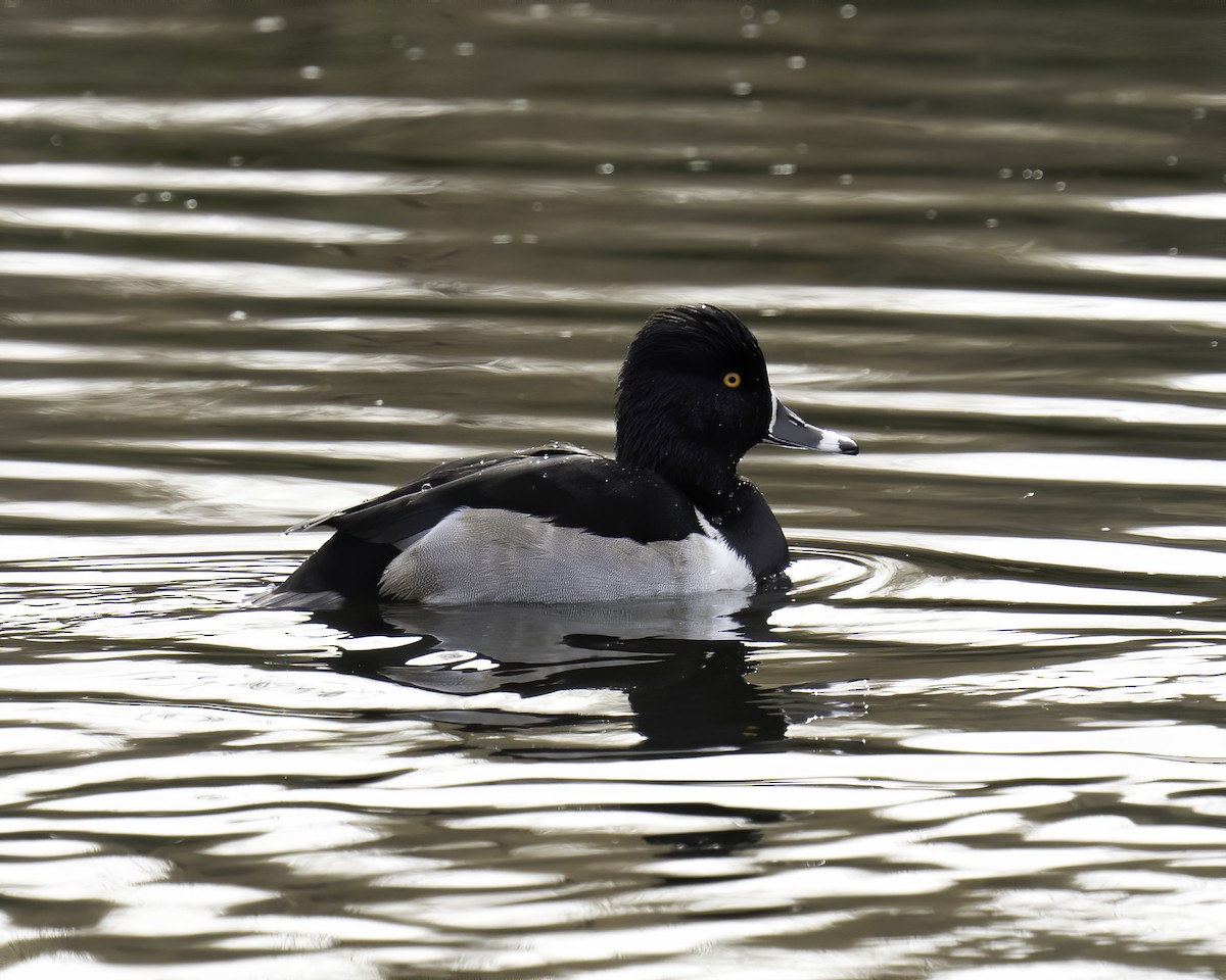 Ring-necked Duck - Cathy Severson