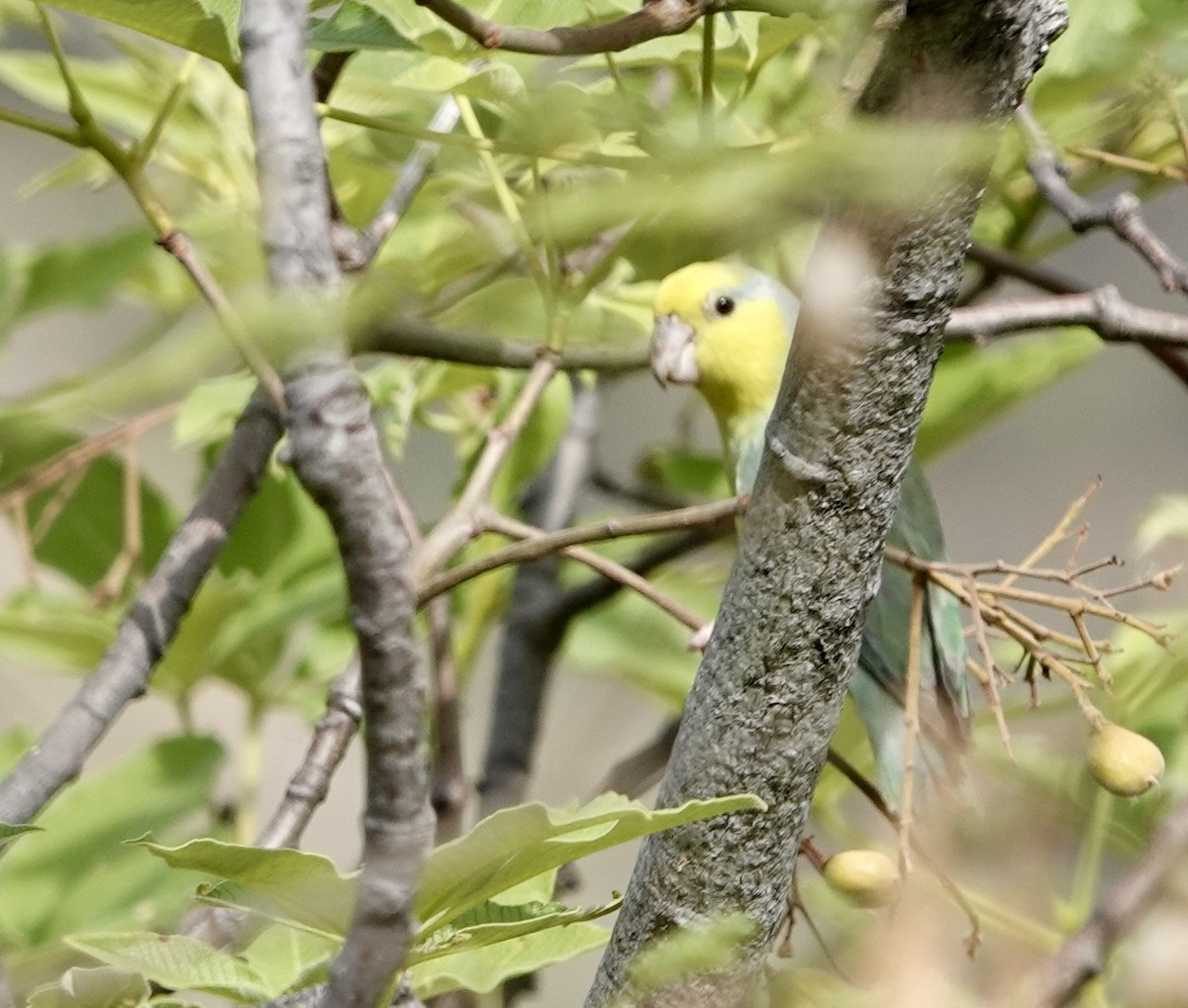 Yellow-faced Parrotlet - ML611574458